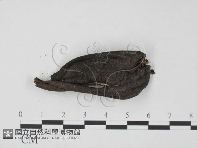 登錄號:F0001154藏品圖，第1張