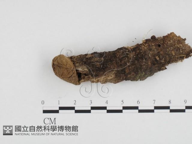 登錄號:F0024154藏品圖，第1張