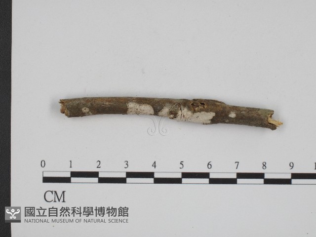 登錄號:F0004154藏品圖，第1張