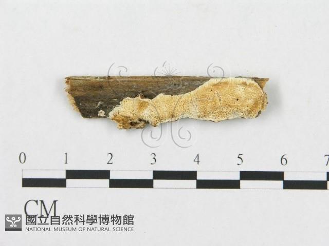 登錄號:F0014154藏品圖，第1張