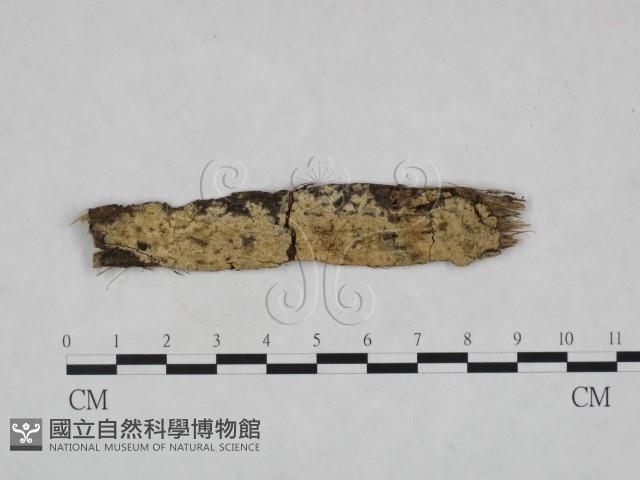 登錄號:F0022154藏品圖，第1張