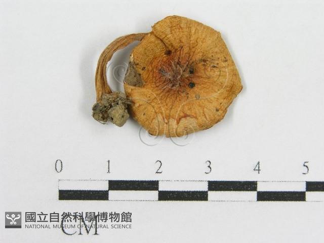 粉褶菌屬藏品圖，第1張