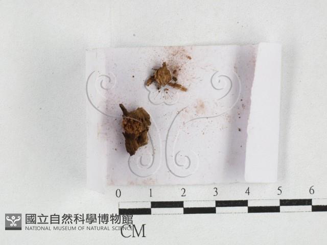 登錄號:F0027154藏品圖，第1張