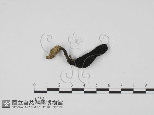 炭角菌屬藏品圖，第1張