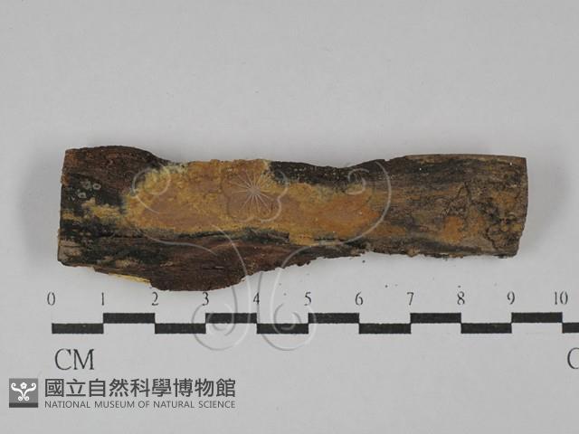 刺革菌屬藏品圖，第1張