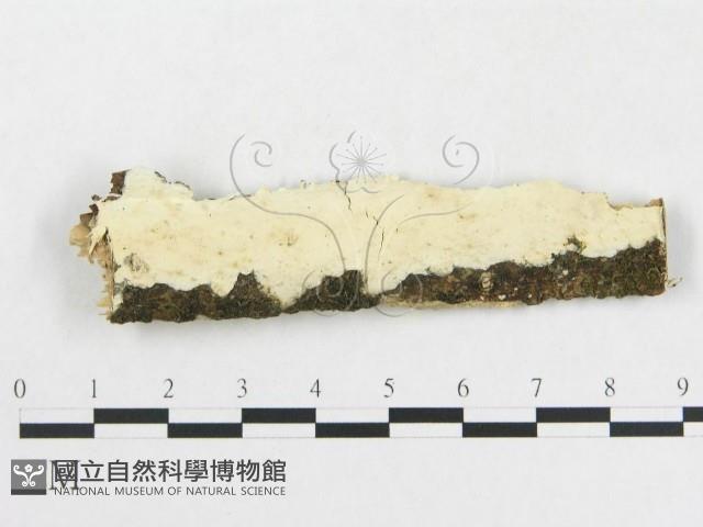 登錄號:F0009154藏品圖，第1張
