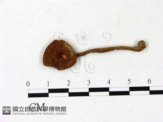 登錄號:F0023154藏品圖，第1張