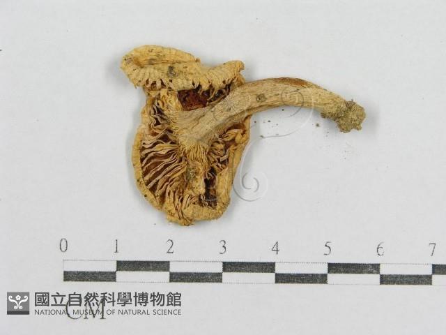 紅菇屬藏品圖，第1張