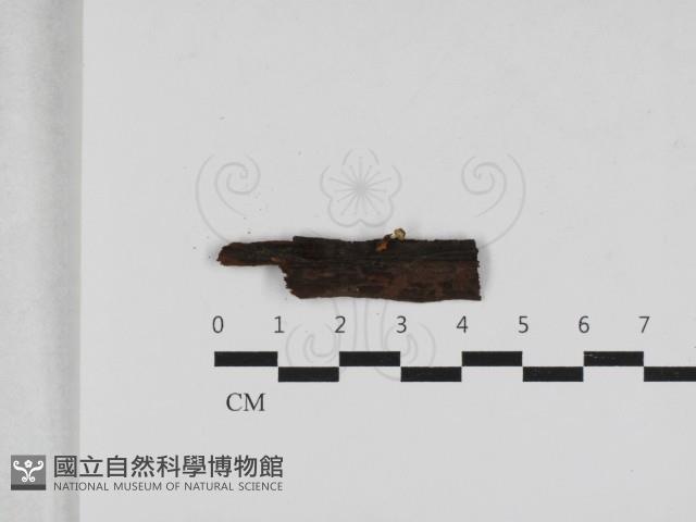 小菇屬藏品圖，第1張