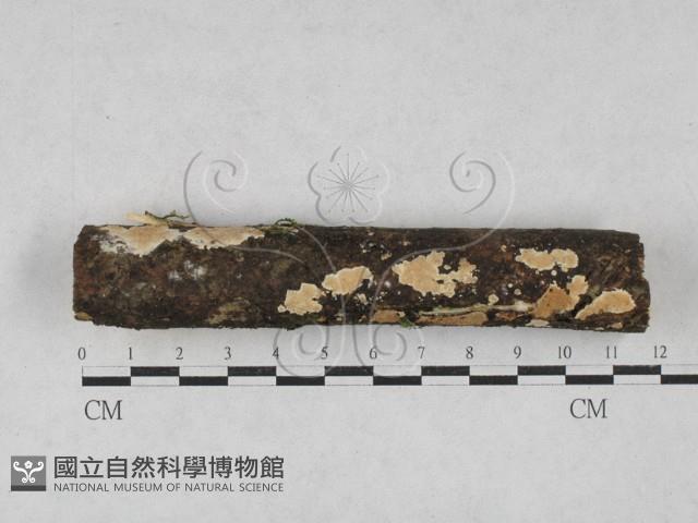 登錄號:F0028054藏品圖，第1張
