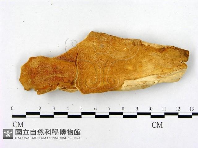 登錄號:F0008054藏品圖，第1張