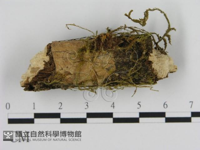 絲皮菌屬藏品圖，第1張