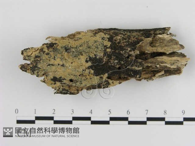 登錄號:F0010054藏品圖，第1張