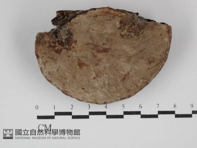 靈芝屬藏品圖，第1張