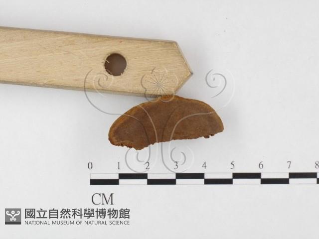 登錄號:F0026054藏品圖，第1張