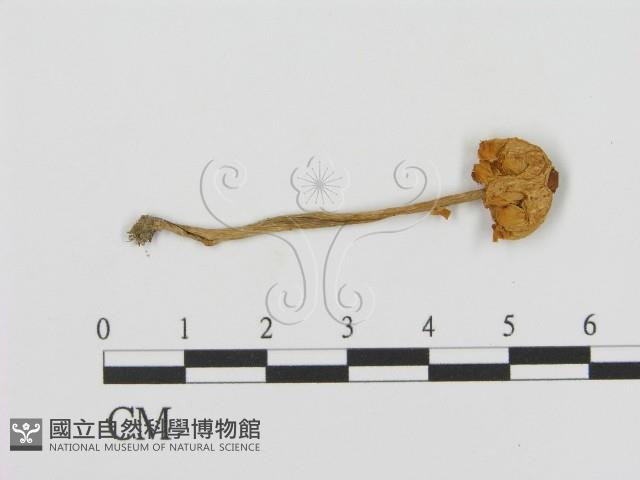 登錄號:F0016054藏品圖，第1張