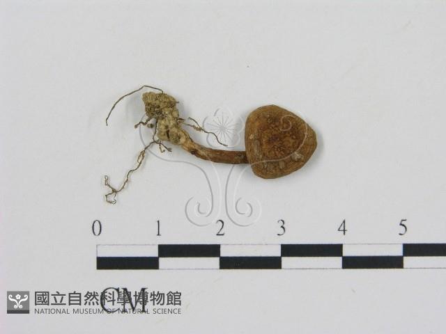 登錄號:F0011054藏品圖，第1張