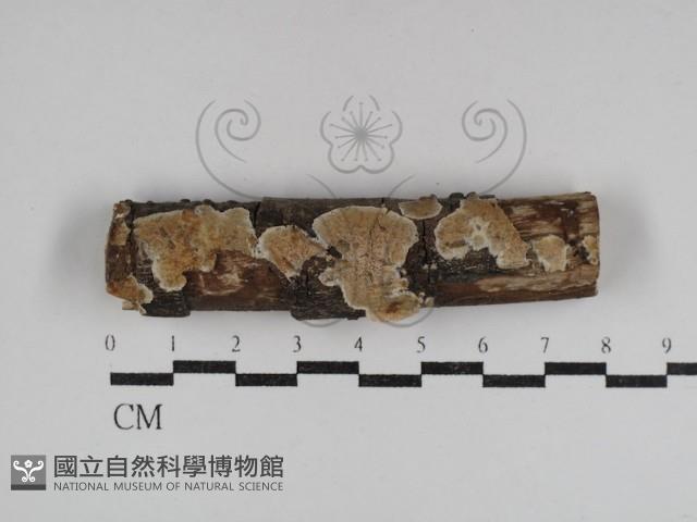 登錄號:F0031054藏品圖，第1張