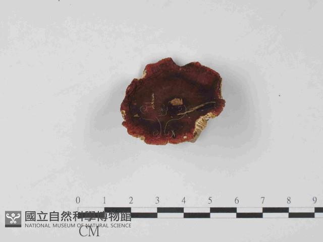 紅菇屬藏品圖，第1張