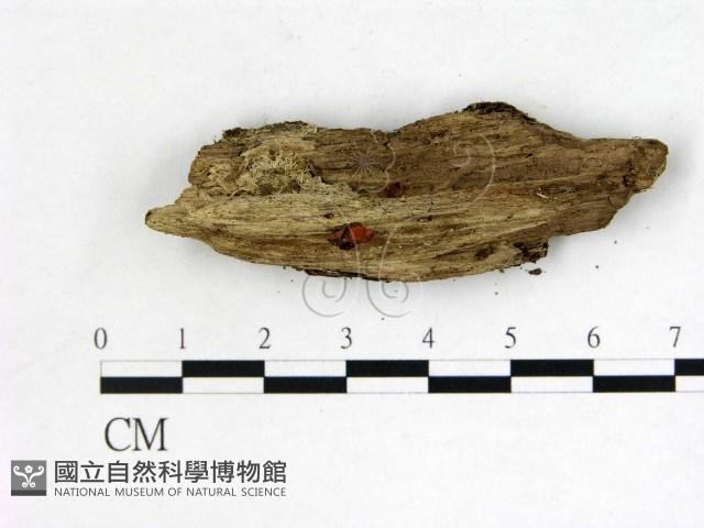 登錄號:F0004054藏品圖，第1張