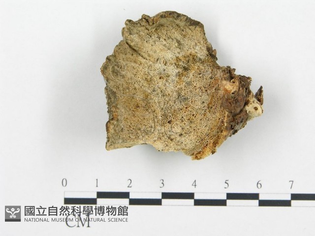 登錄號:F0014054藏品圖，第1張