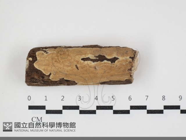 刺皮菌屬藏品圖，第1張