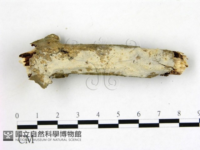 絲皮菌屬藏品圖，第1張