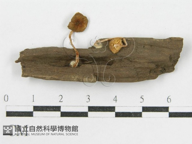登錄號:F0002054藏品圖，第1張