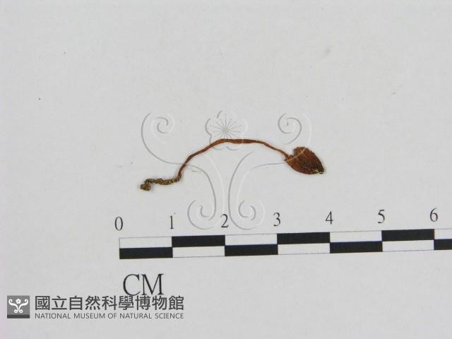 小菇屬藏品圖，第1張