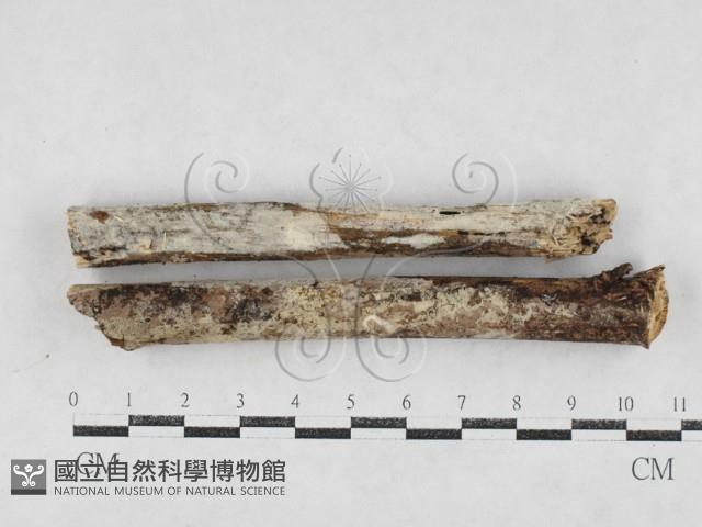 絲齒菌屬藏品圖，第1張