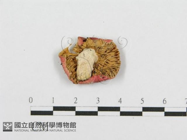 紅菇屬藏品圖，第1張