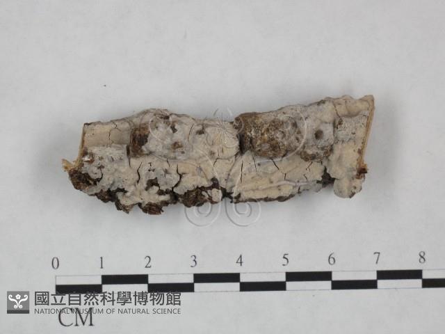 登錄號:F0025054藏品圖，第1張