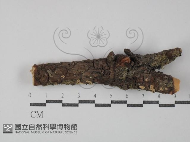 盤革菌屬藏品圖，第1張