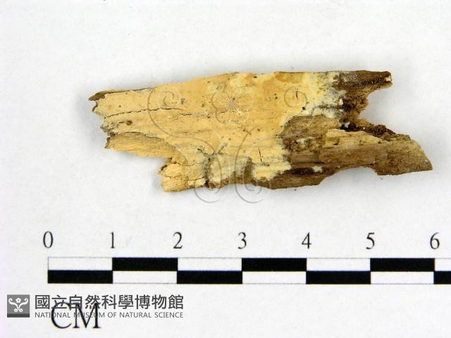顯絲菌屬藏品圖，第1張