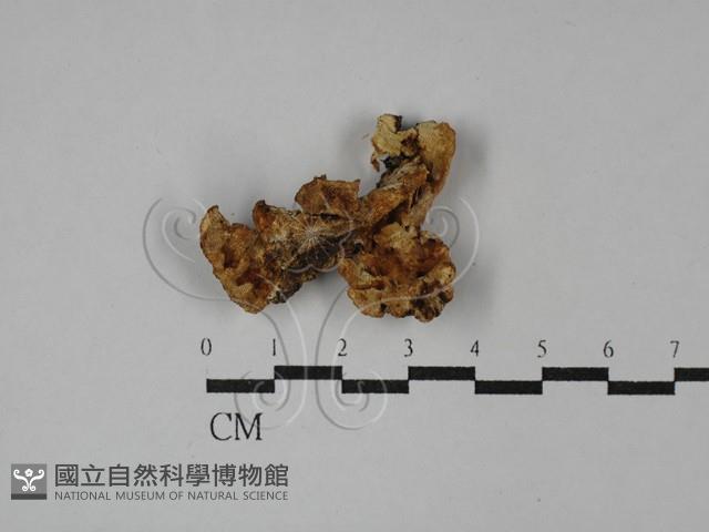 登錄號:F0029054藏品圖，第1張