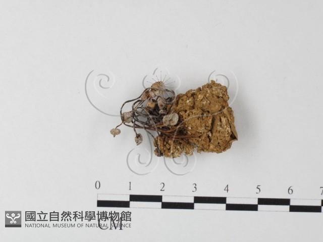 登錄號:F0009054藏品圖，第1張