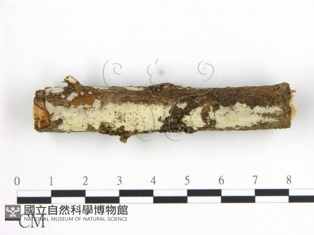 登錄號:F0019054藏品圖，第1張