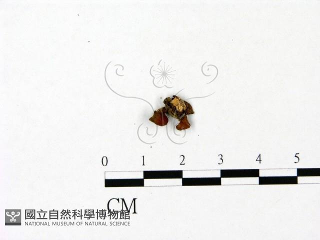 登錄號:F0023054藏品圖，第1張
