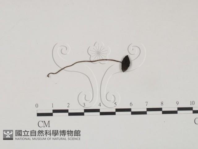登錄號:F0003054藏品圖，第1張