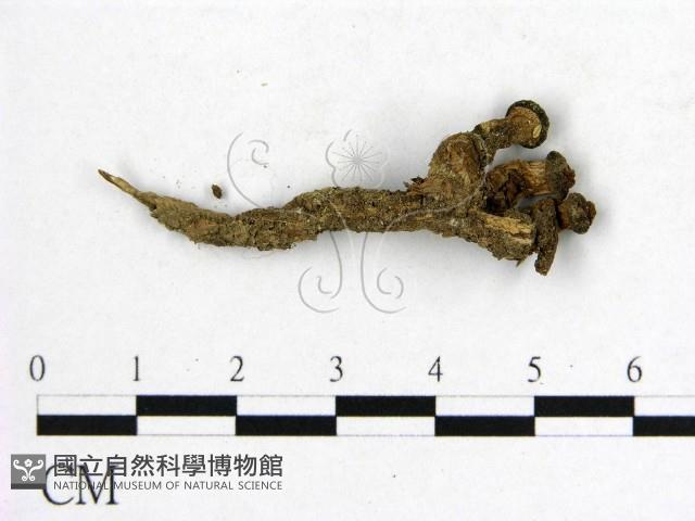 登錄號:F0013054藏品圖，第1張