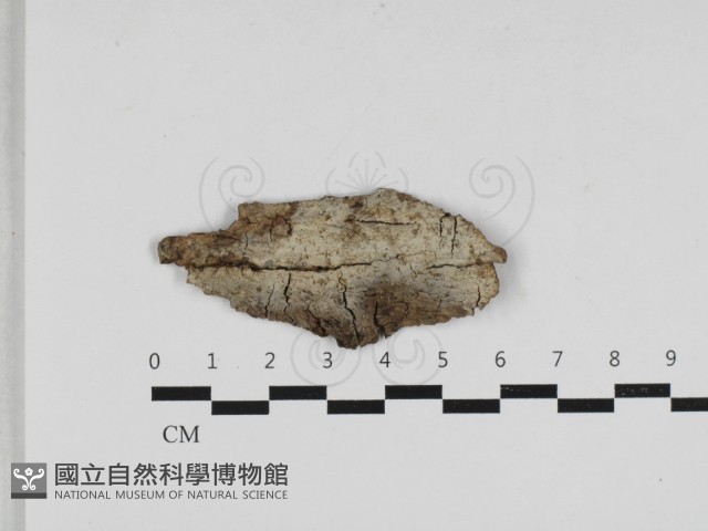 登錄號:F0033054藏品圖，第1張