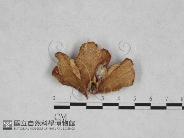 濕傘屬藏品圖，第1張