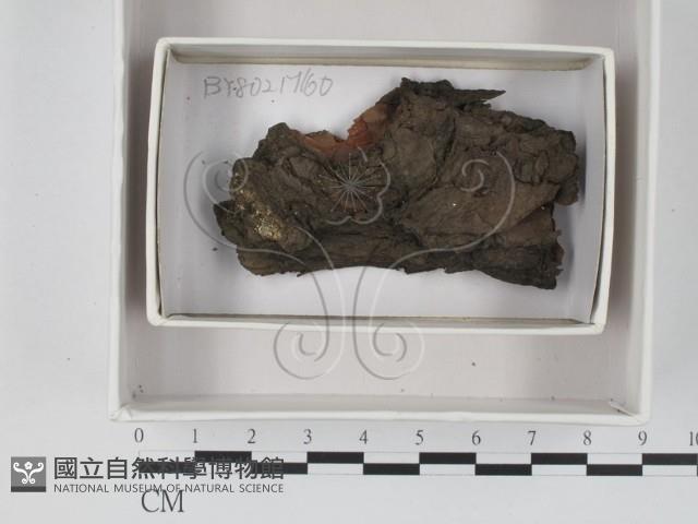 登錄號:F0018354藏品圖，第1張