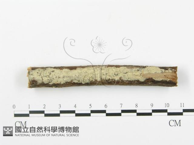 登錄號:F0000354藏品圖，第1張