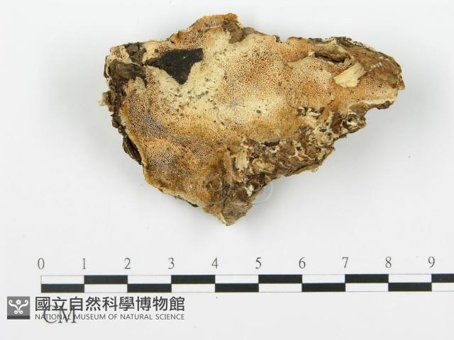 登錄號:F0006354藏品圖，第1張