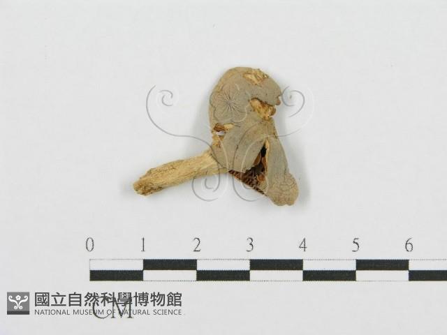 紅菇屬藏品圖，第1張