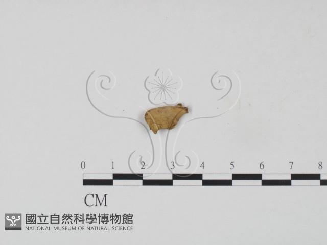 膠孔菌屬藏品圖，第1張