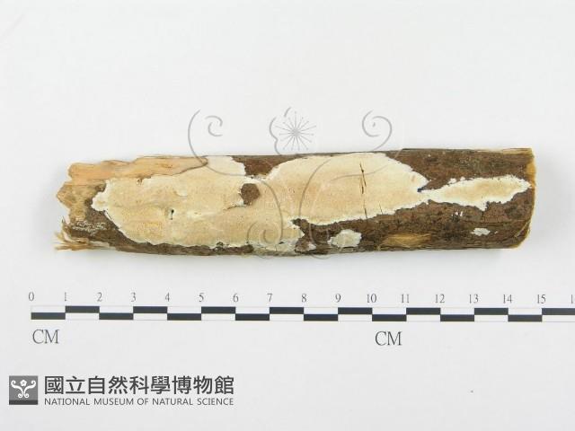 登錄號:F0001354藏品圖，第1張