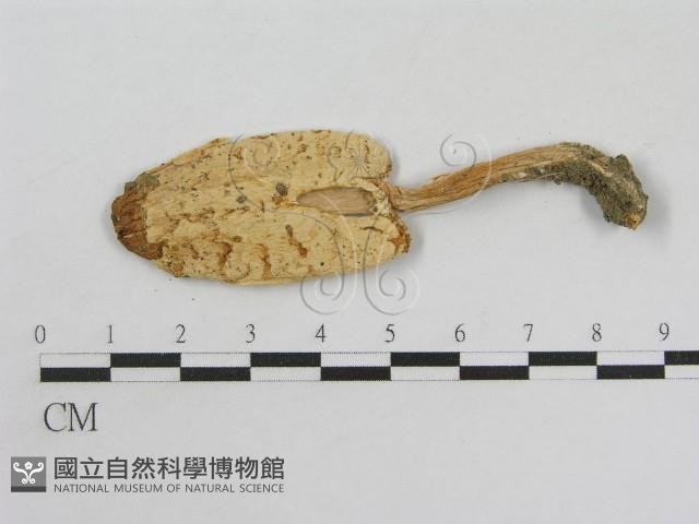 登錄號:F0004354藏品圖，第1張