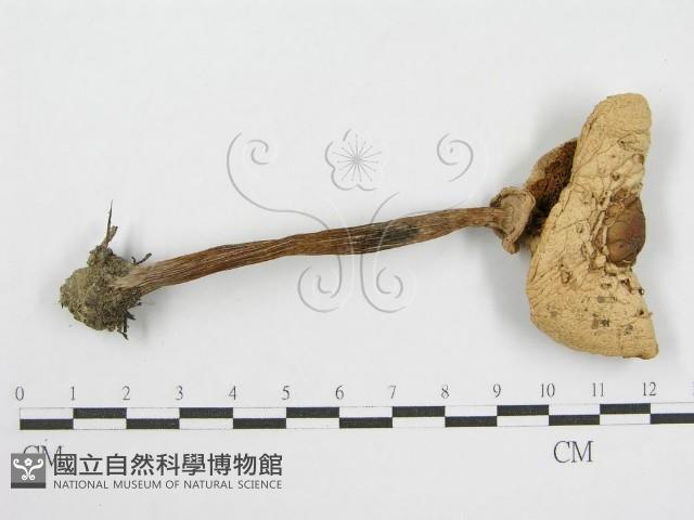 登錄號:F0014354藏品圖，第1張